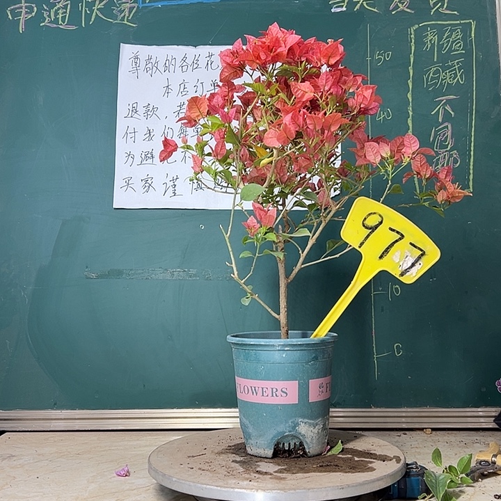 当前无花栽培后可以开花酒红 977