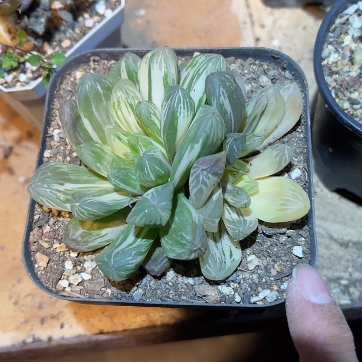 满38包邮2天凑单，脱土晾根发货多肉植物