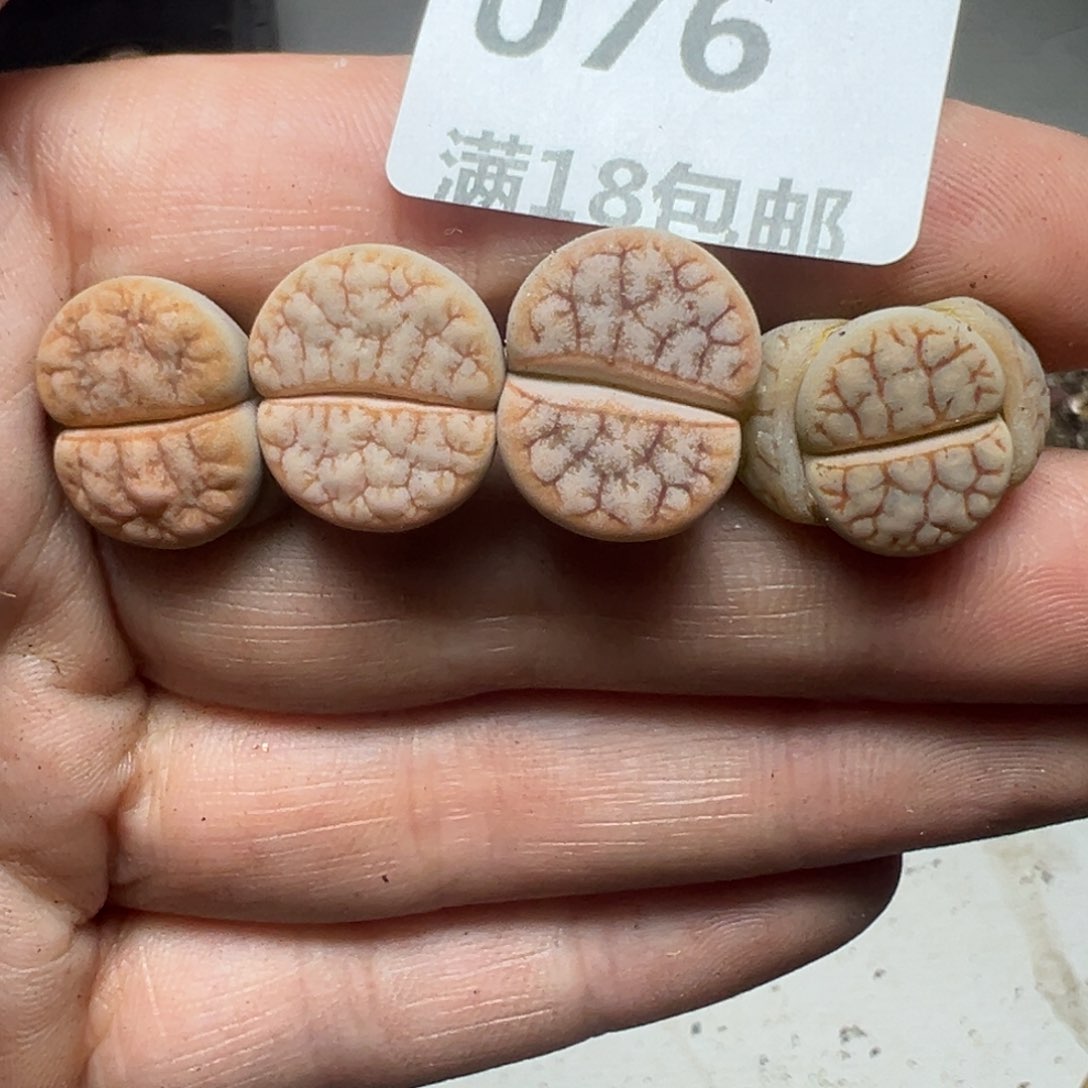 【闪购商品】076。    