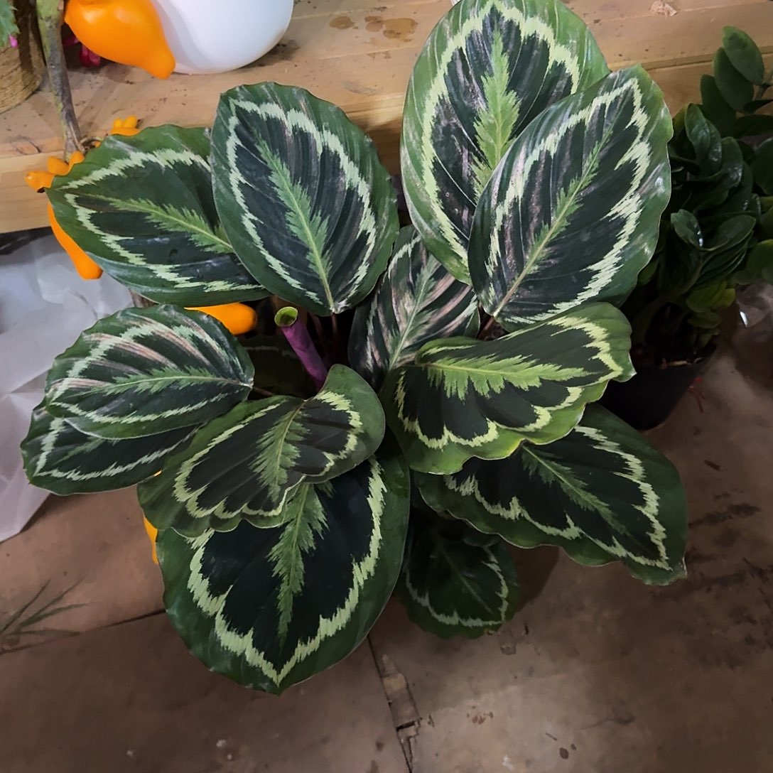 完全开放孔雀竹芋