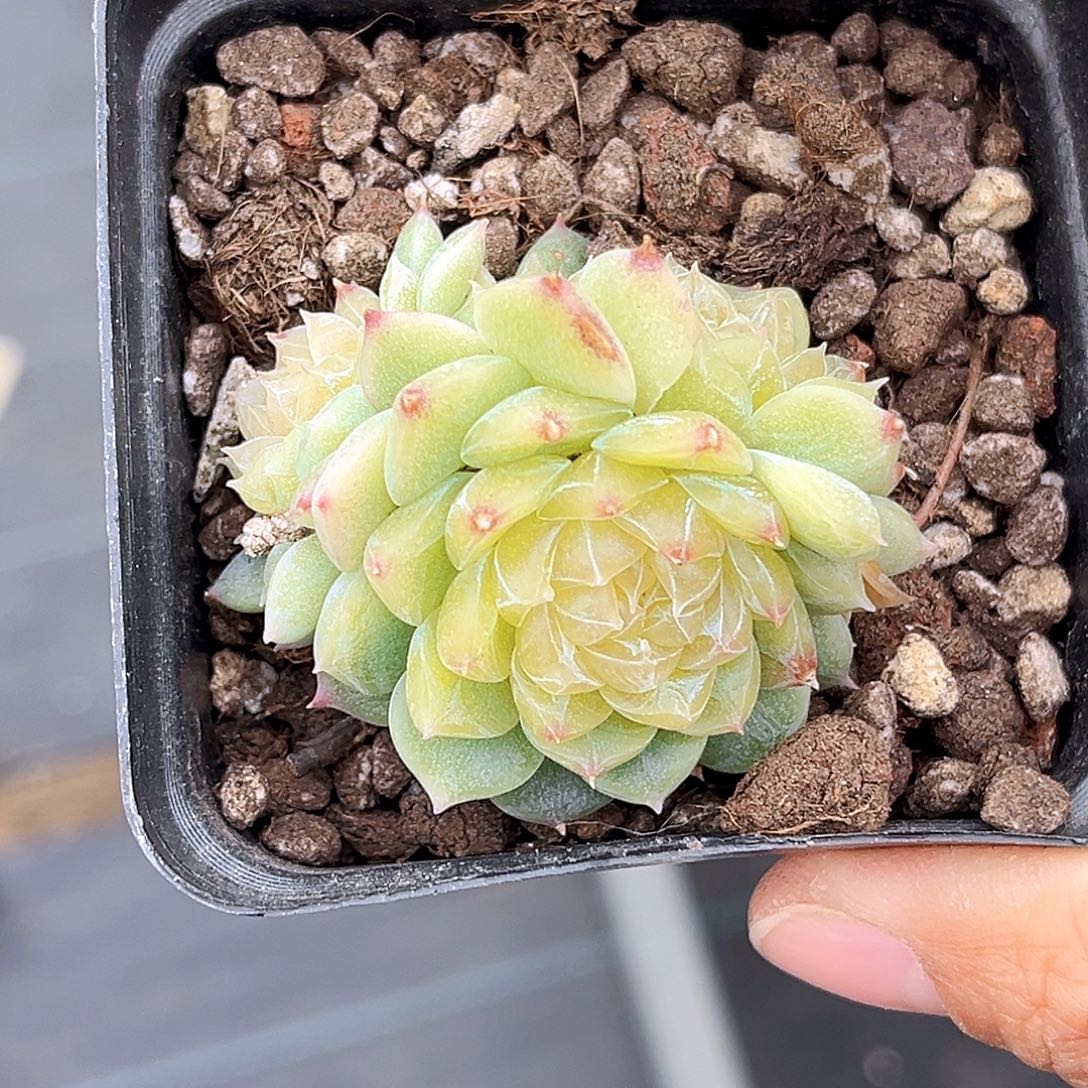 870 泼天   满18包邮