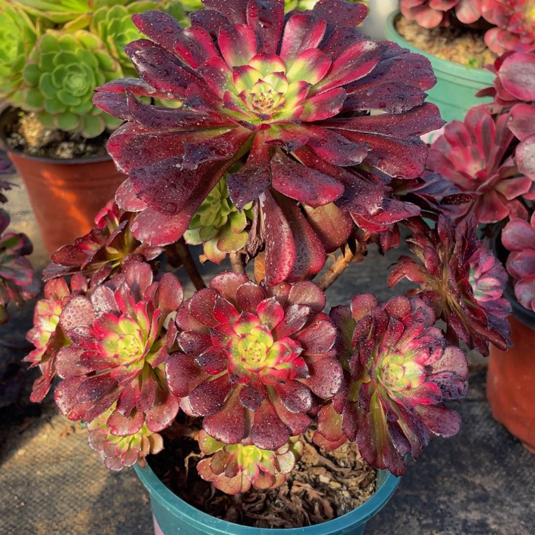 446美姬精品法师老桩