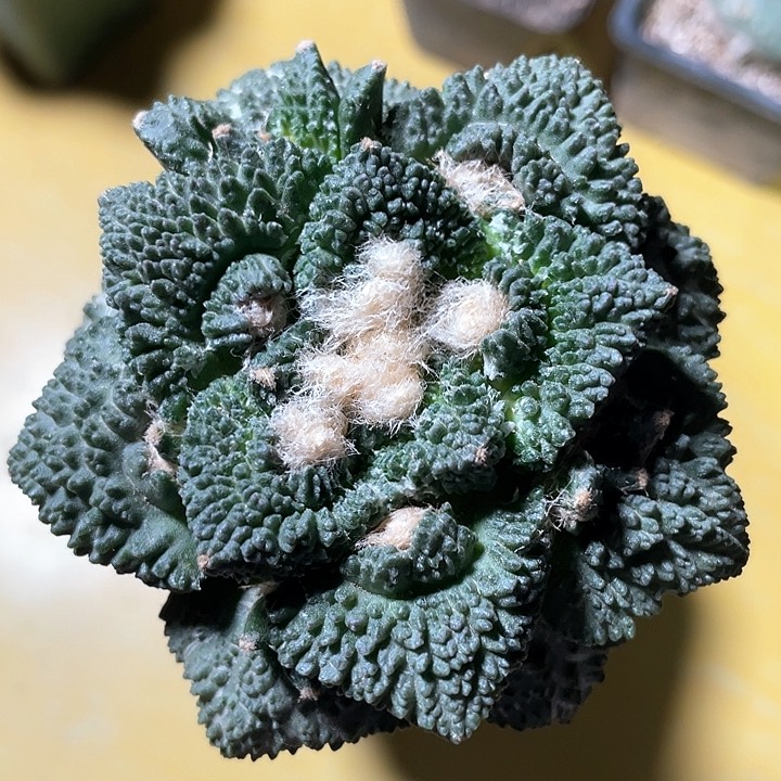 仙人球苗接袖浦8.4公分338