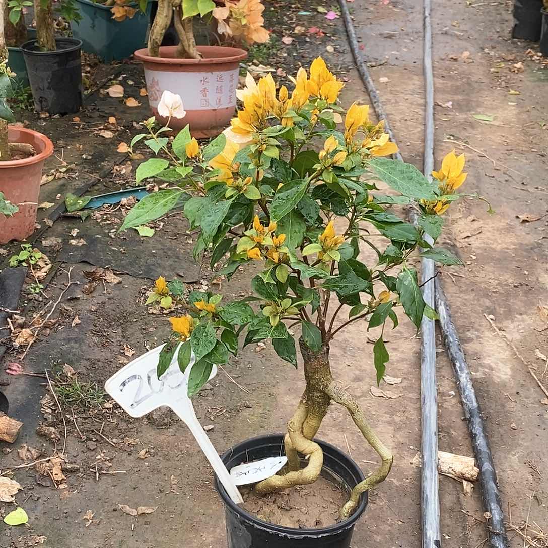 大部分开放少量花苞月朦胧2053