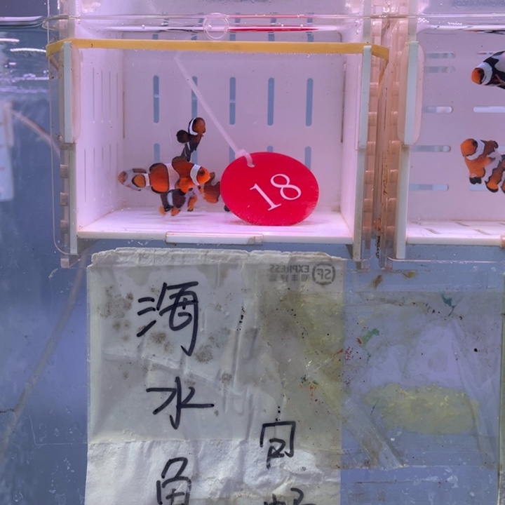 海水鱼精品混搭7条2-3