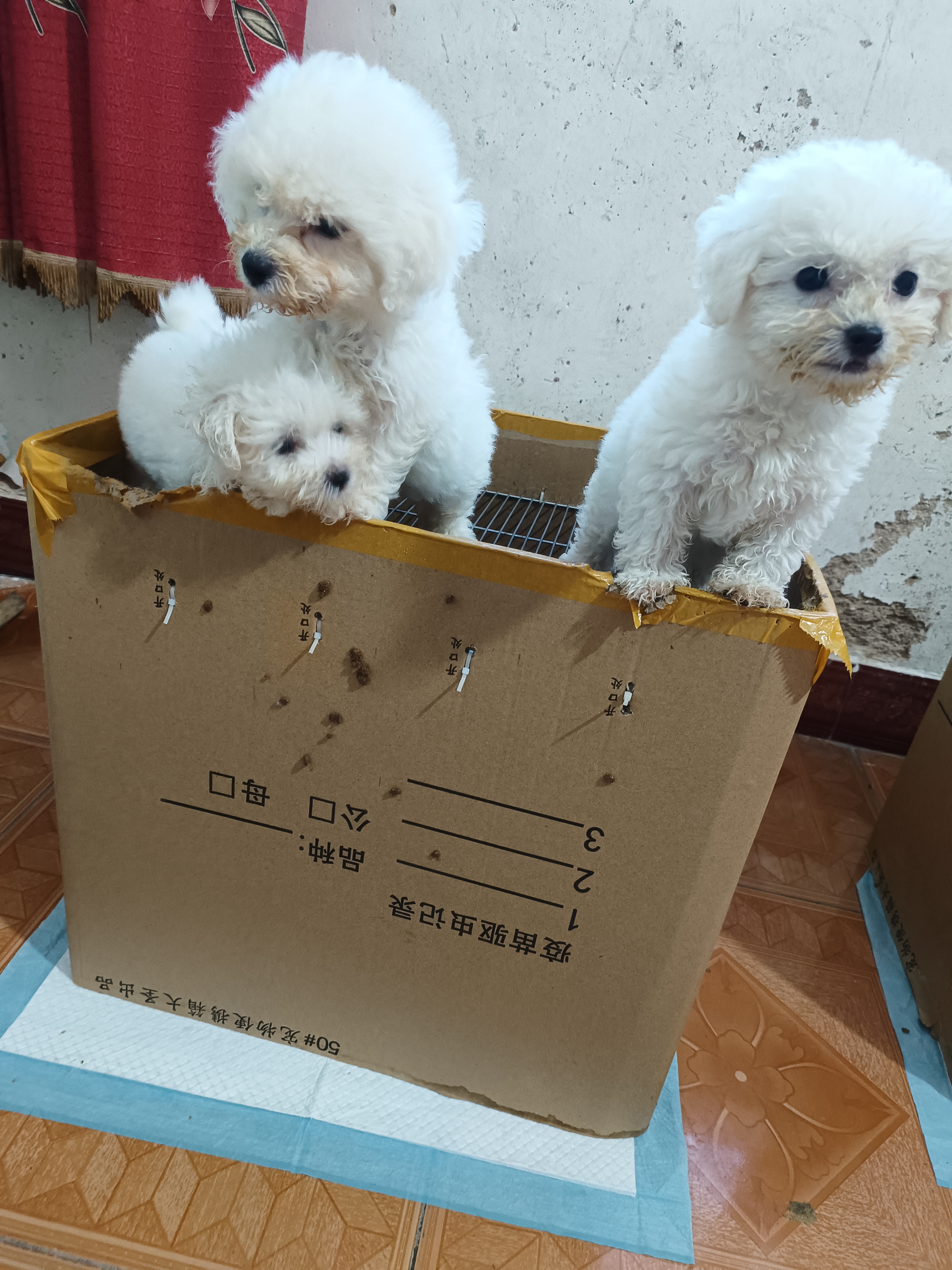 高品质实用宠物狗狗专用展示笼适合小型犬隔离繁育