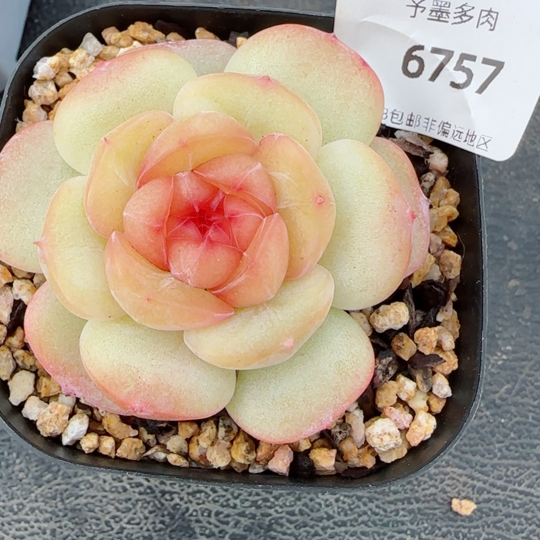 沉香珍妮，6757多肉植物