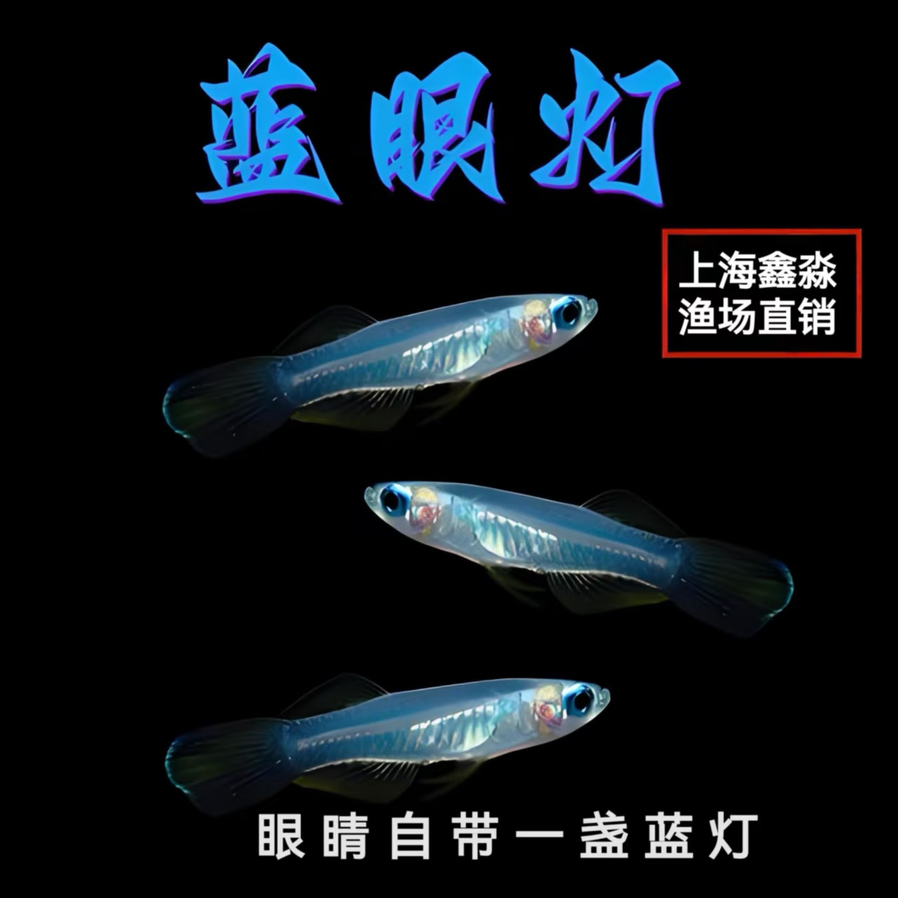 a蓝眼睛鱼小型热带鱼蓝眼灯鱼幽灵灯鱼草缸青鳉除油膜群游观赏鱼