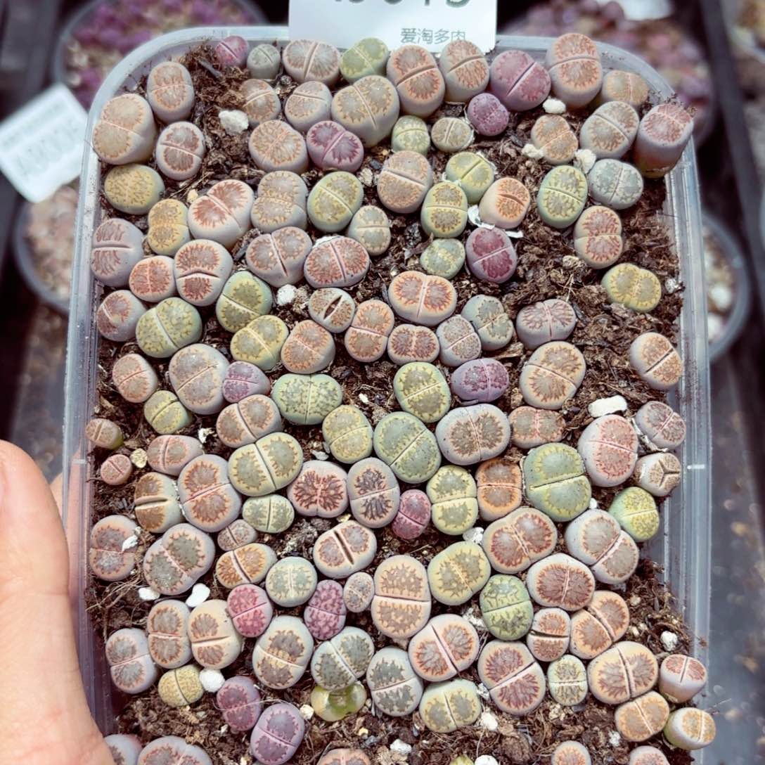 9013–-零下地区需拍保温箱