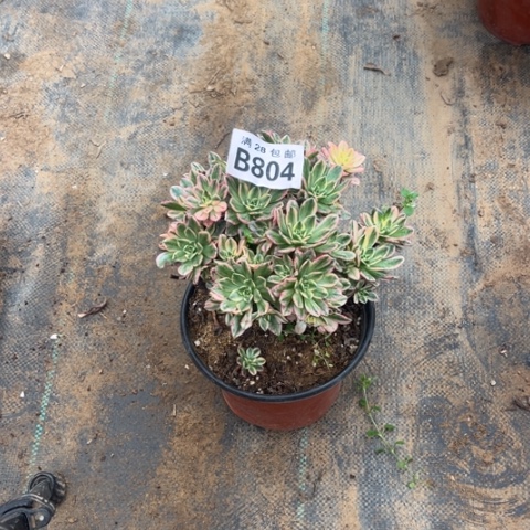 804甜茶不包断枝