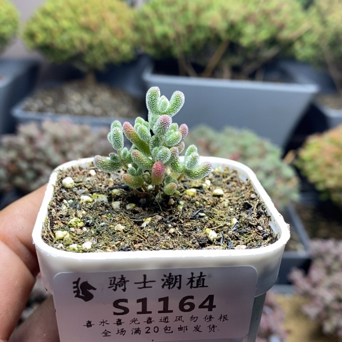 1164实生精控优选冰晶