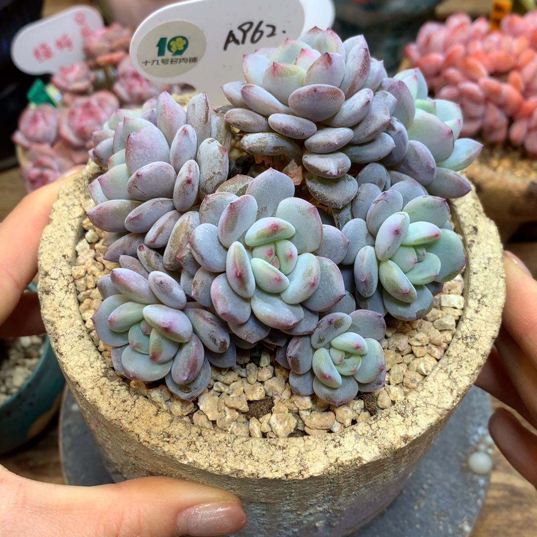 A962 星星橙 绿菜福利 有砍