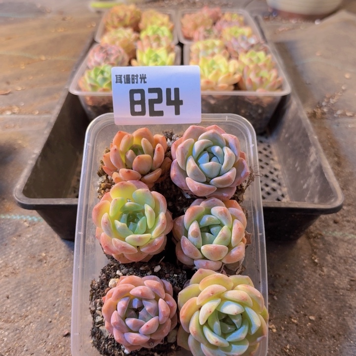 824，拼盘，多肉植物