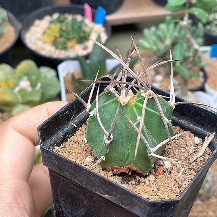 无花朵强刺水牛角实生球一颗4cm