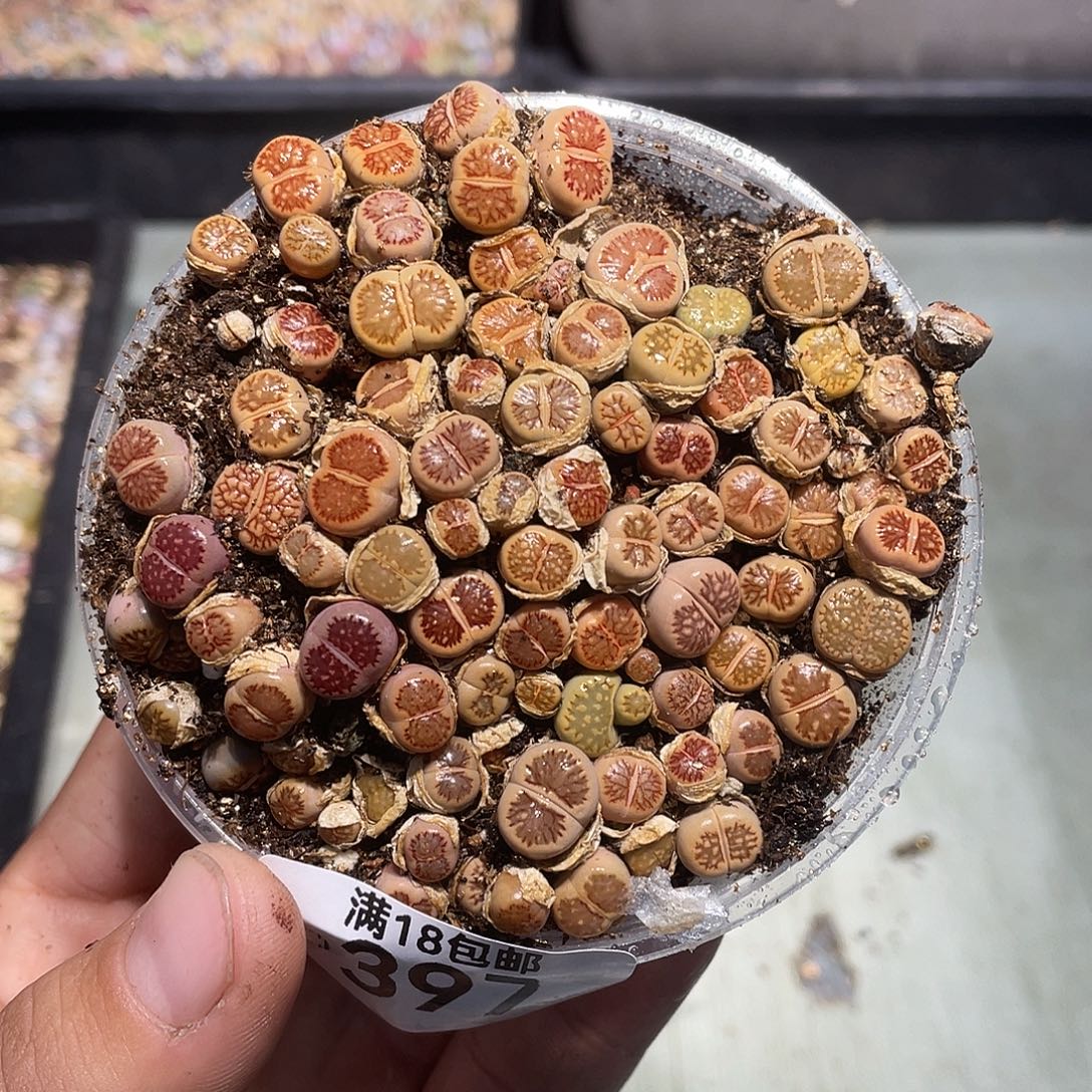 当天397凑满十八元包邮生石花