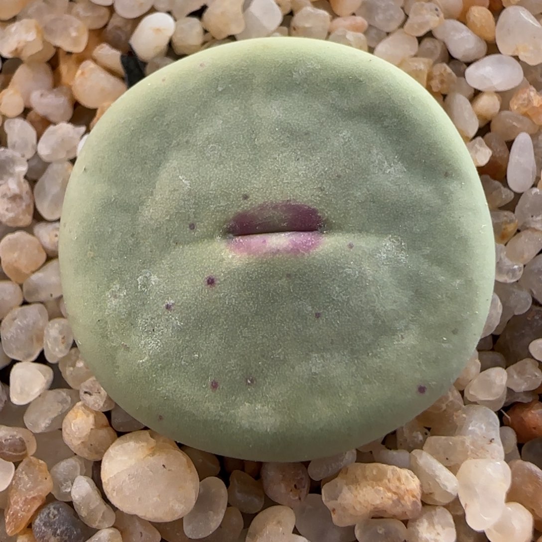 多肉植物大嘴1.9公分30号链接