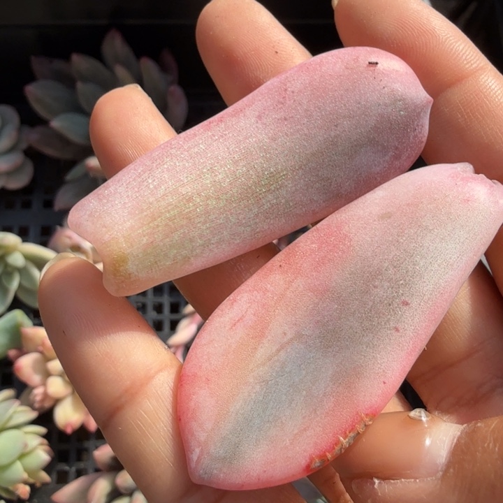 奶茶锦一组叶片多肉锦