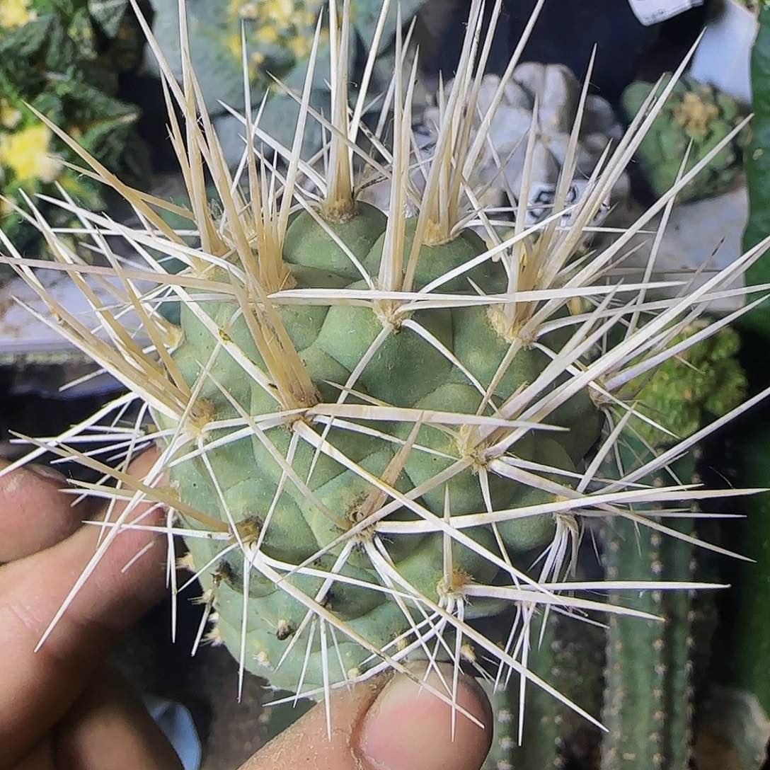 白狂刺581仙人球