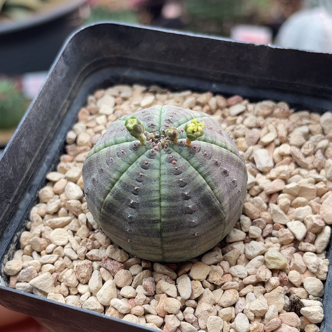 实生神玉欧布仙人球