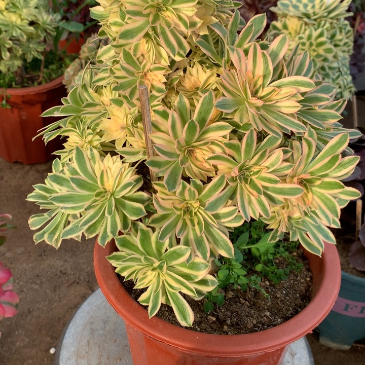 813夕颜多肉植物特价