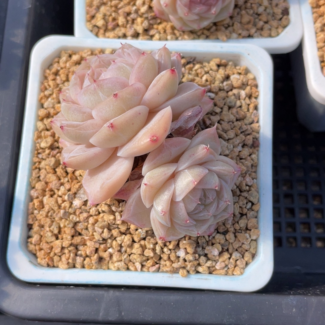 小***满优选奶芙珍妮多肉福利1910