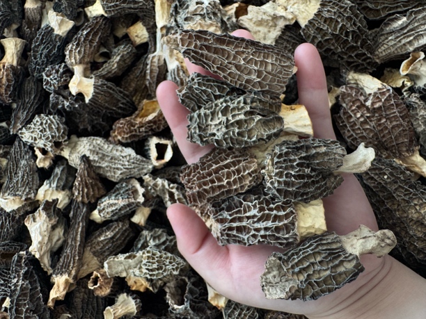 头茬新货微损羊肚菌福利品一斤装！