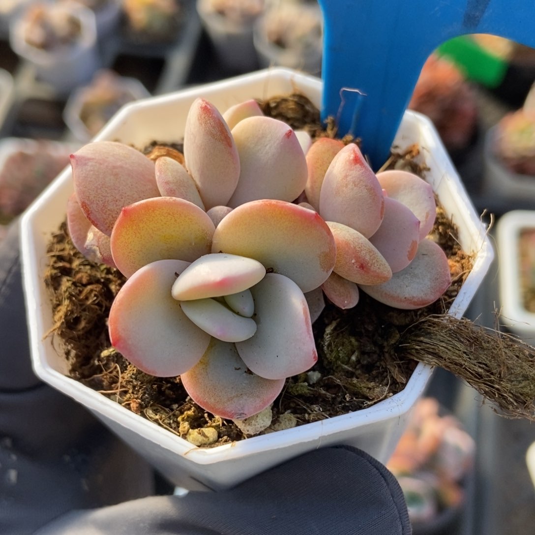 6154奶茶多肉植物保护