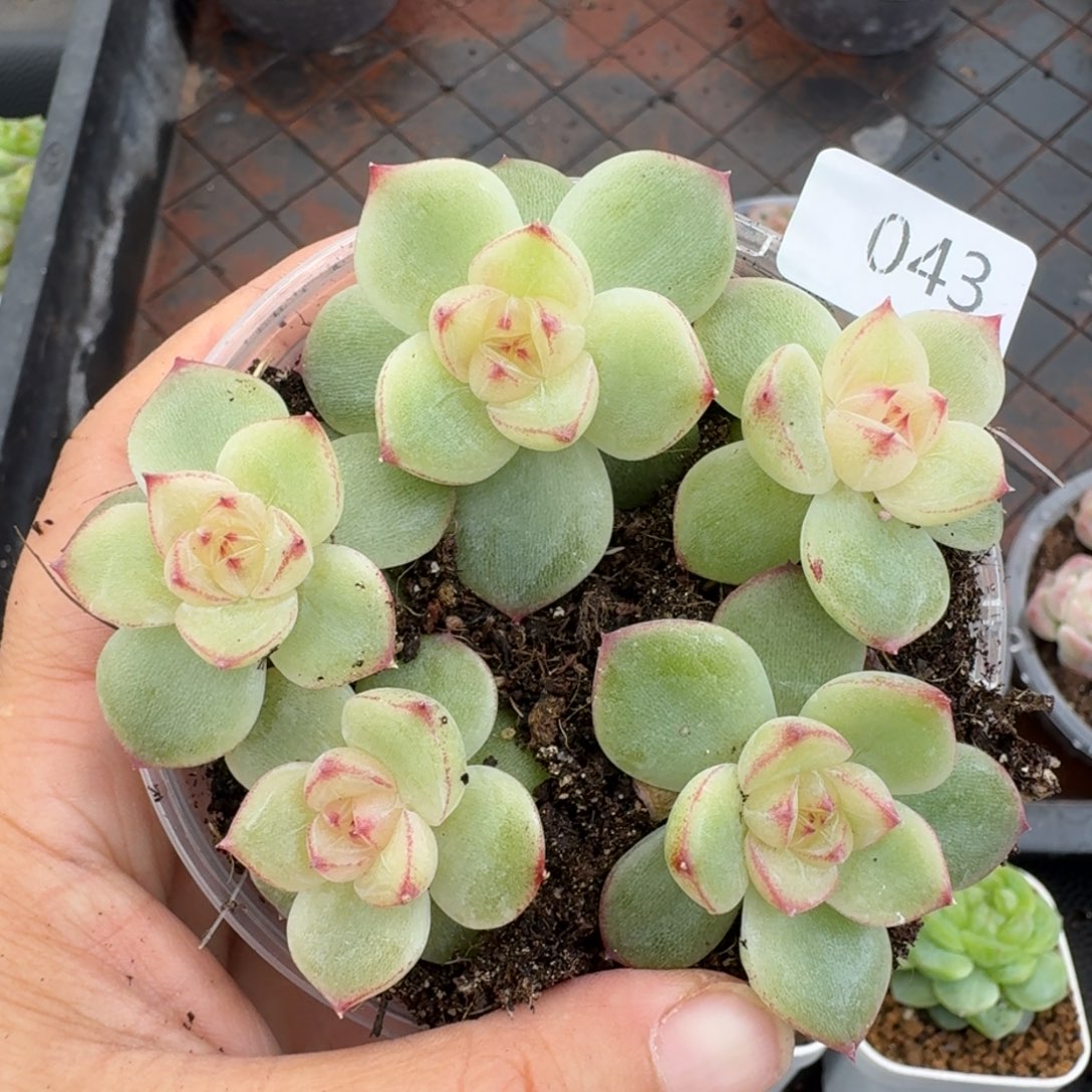 一物一拍一物一拍1030-43