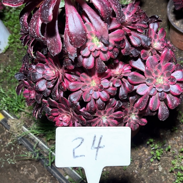 多肉植物丽哪法师