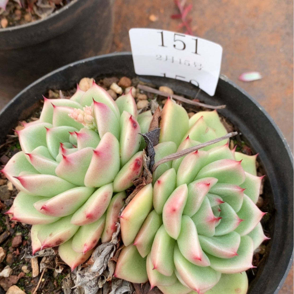 【闪购商品】云151