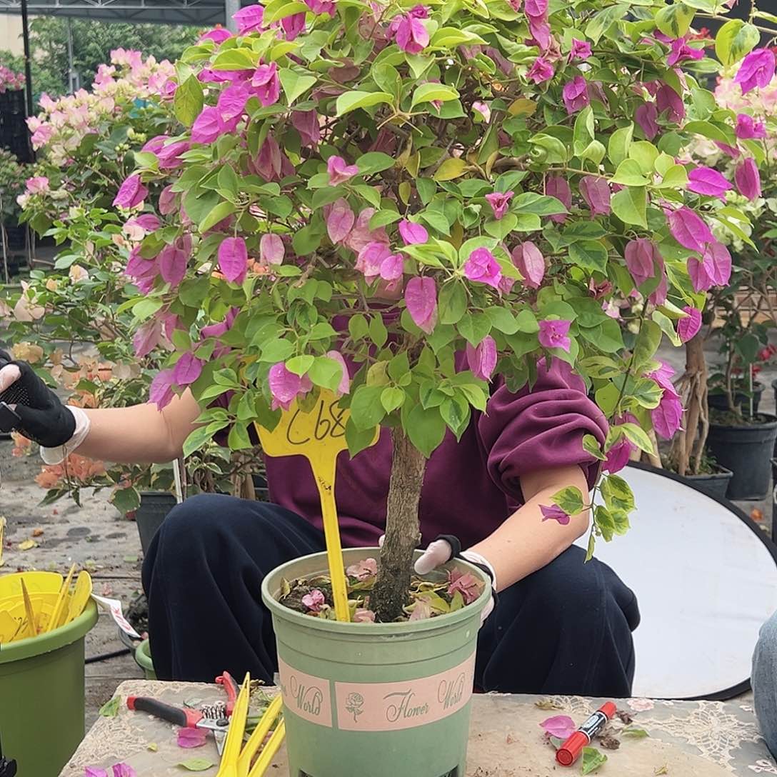 醉***风大部分花苞少量开放C68金钱豹嫁接