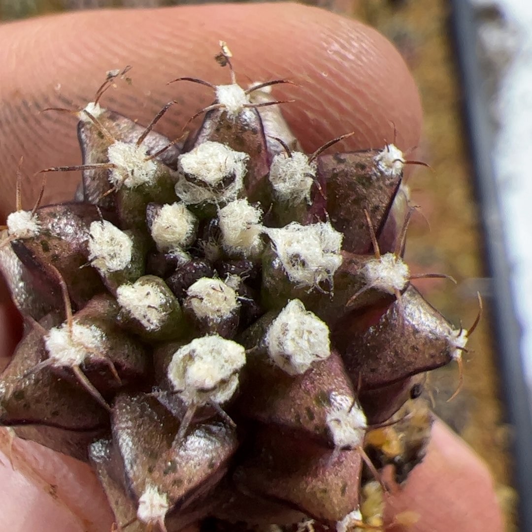 炙***当前无花栽培后可以开花558