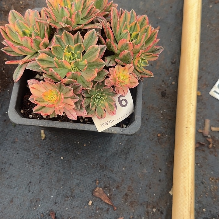 辉***g精品多肉植物0996