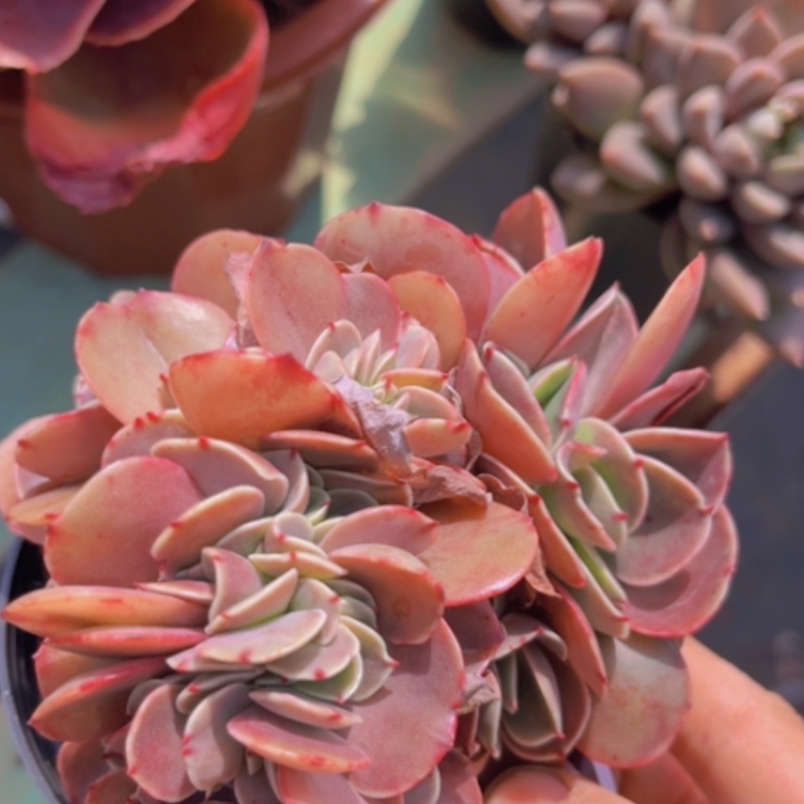 【闪购商品】红酒杯缀2049