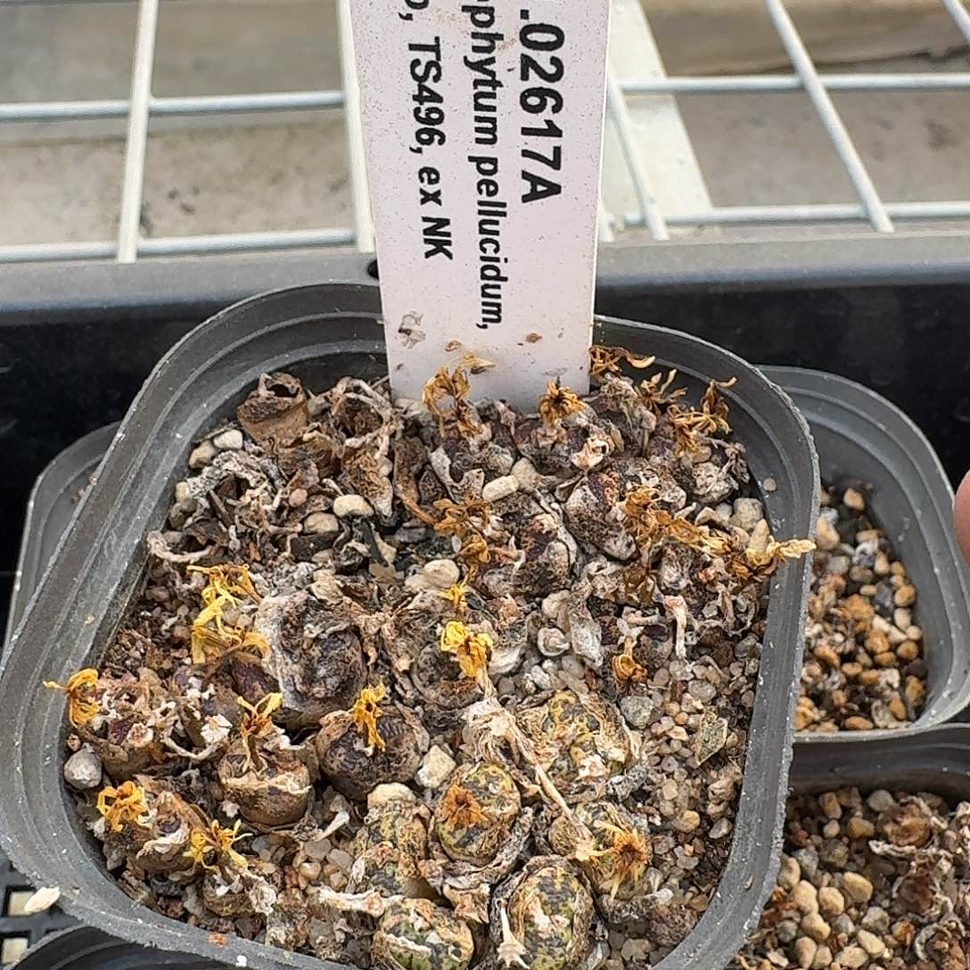 ts496蝴蝶勋章整盆