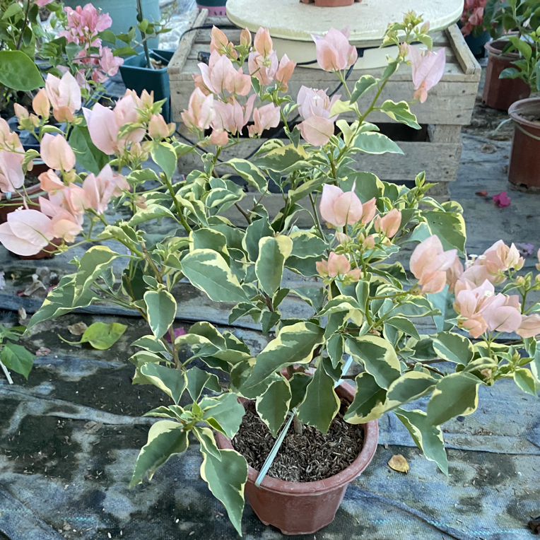 漳州三角梅原生勤花（带花）盆栽阳台庭院攀缘花卉爬藤四季开