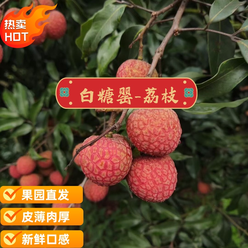 【京东冷链】整箱批发10斤新鲜现摘荔枝荔枝新鲜荔枝超大果