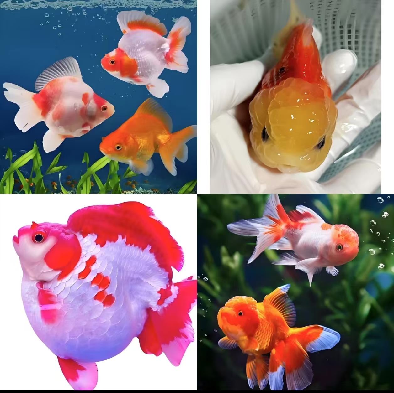 兰寿泰狮金鱼冷水淡水观赏鱼