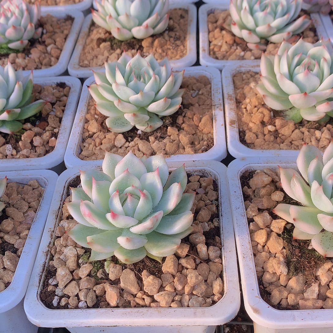 小号吉娃娃白福伦锦356778999