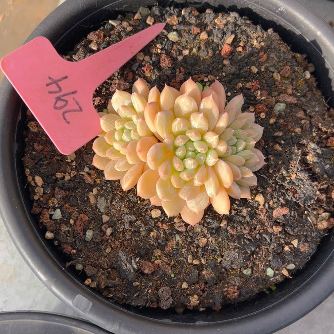 ℳ****香玉的故事是一个人的