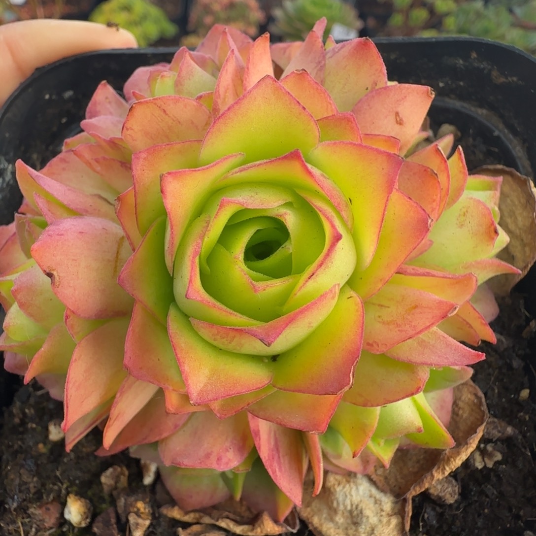 欣赏欣赏欣赏丝蕊