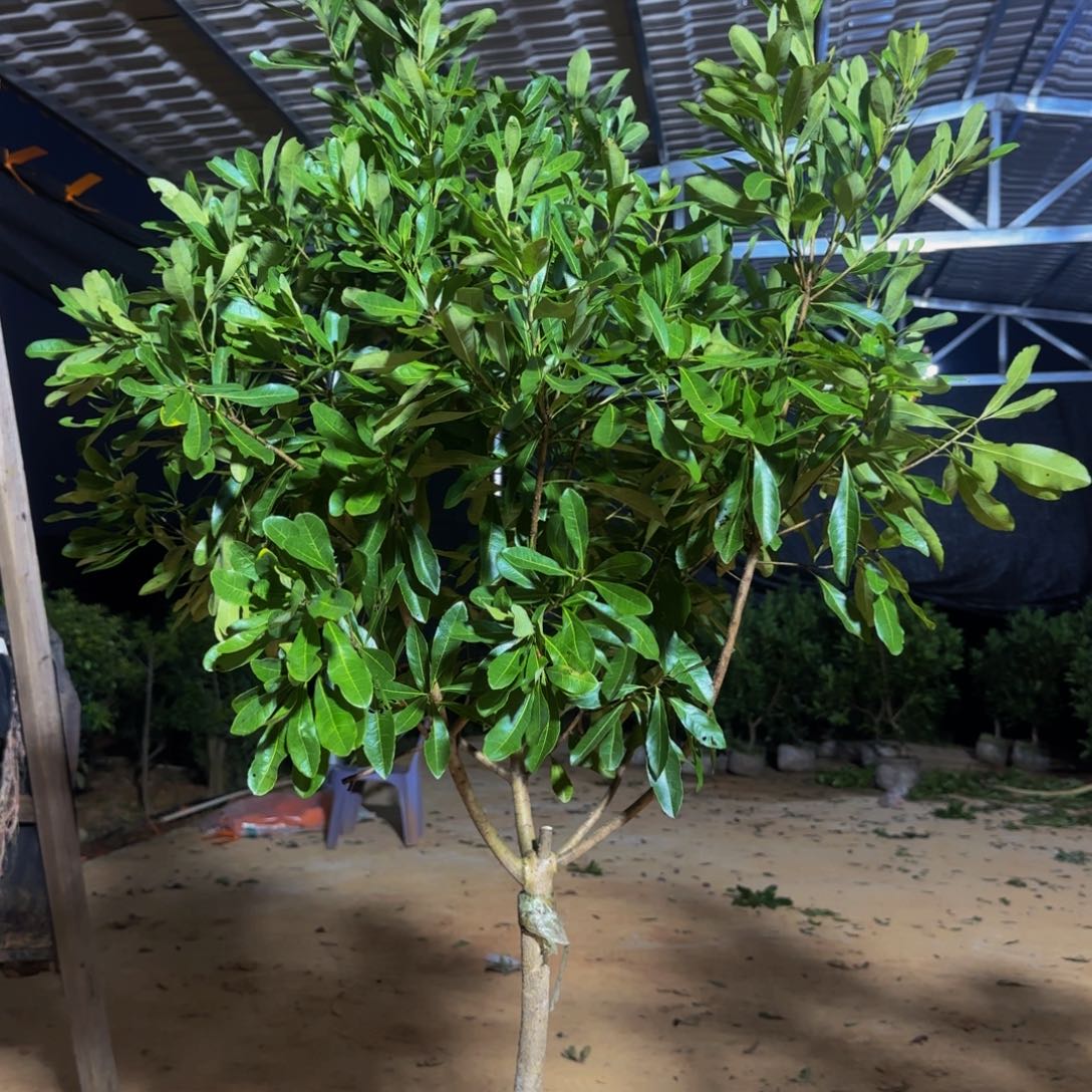 东魁杨梅种植一物一拍