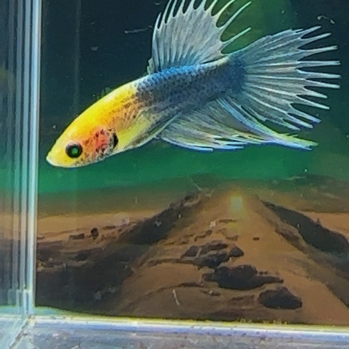 斗鱼我们是个有担当