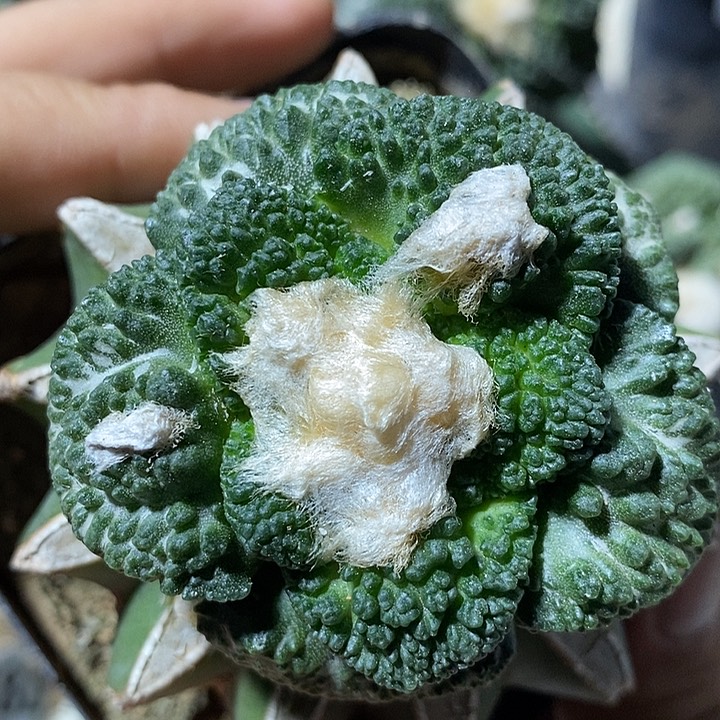 苗接龟甲哥斯拉。643号