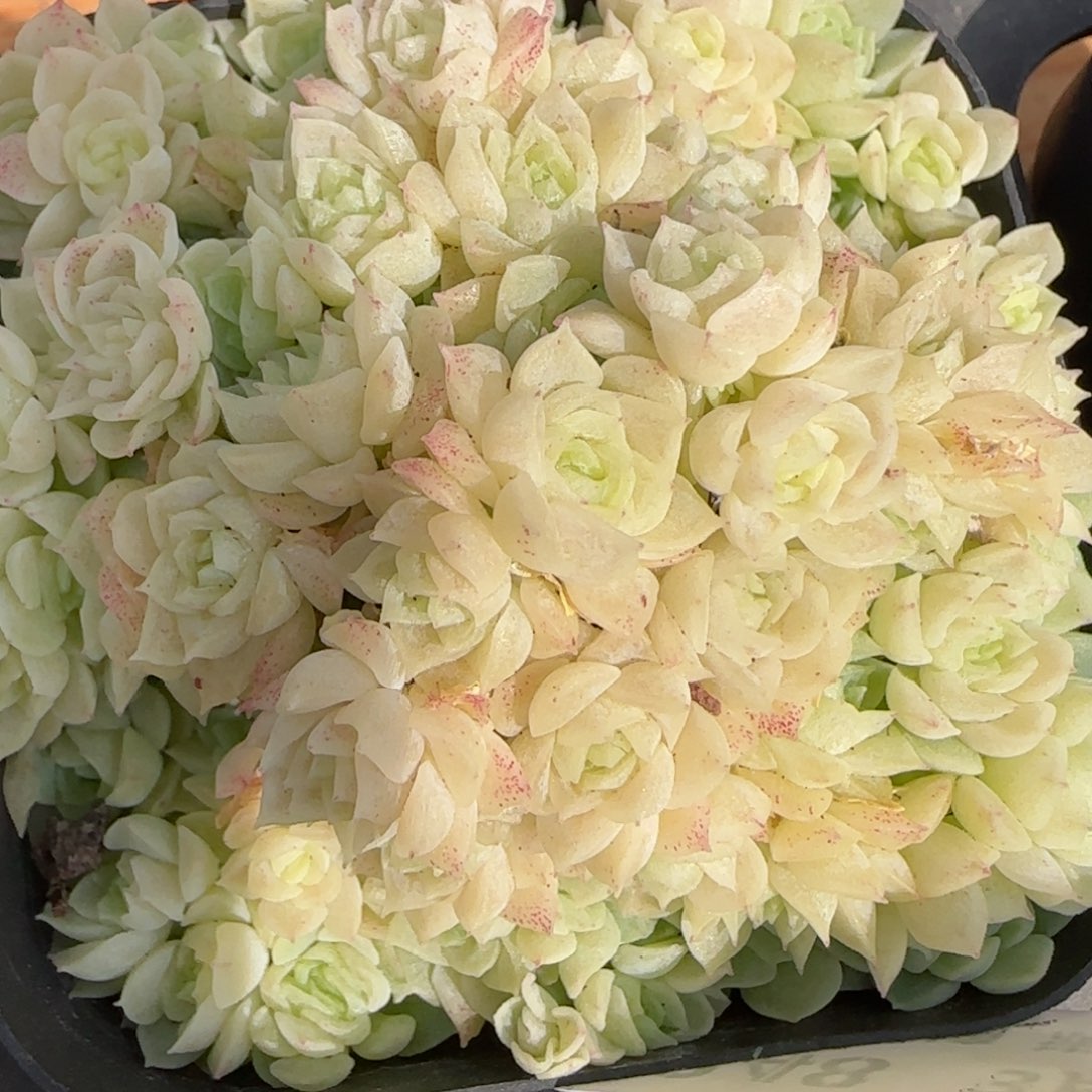 花语逸镜0313-248散