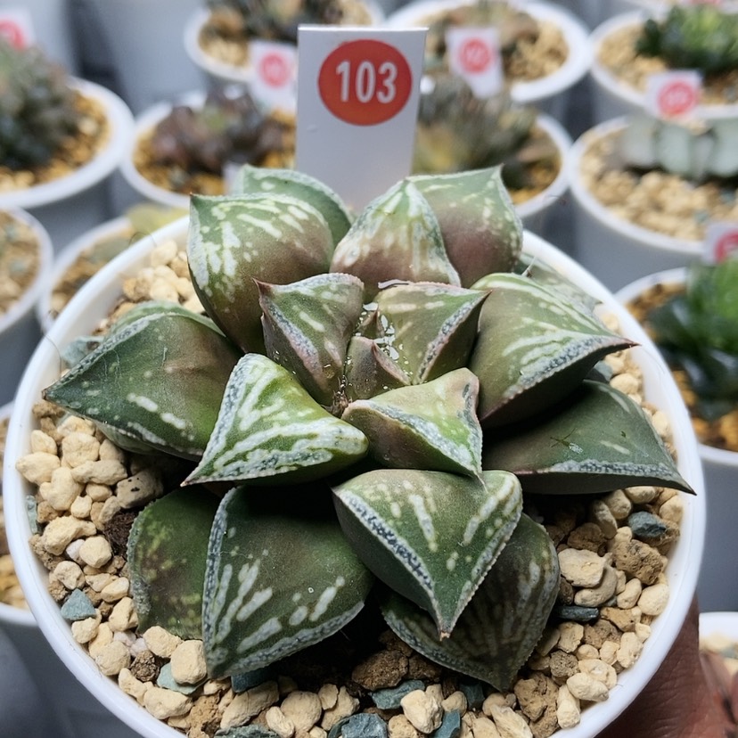 【闪购商品】103铜雀台