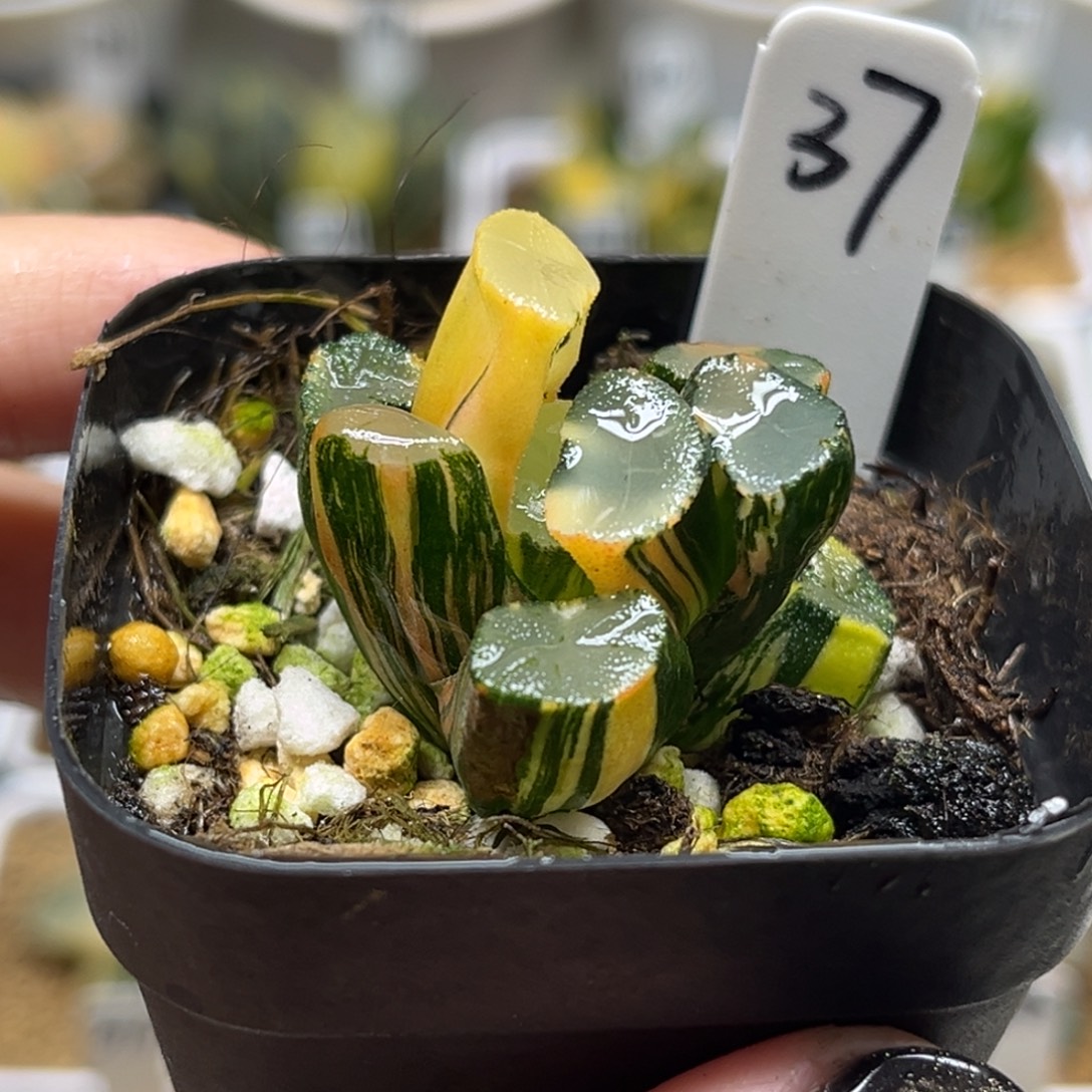 37欧大宝万象锦（根不好介意勿拍）福利专场