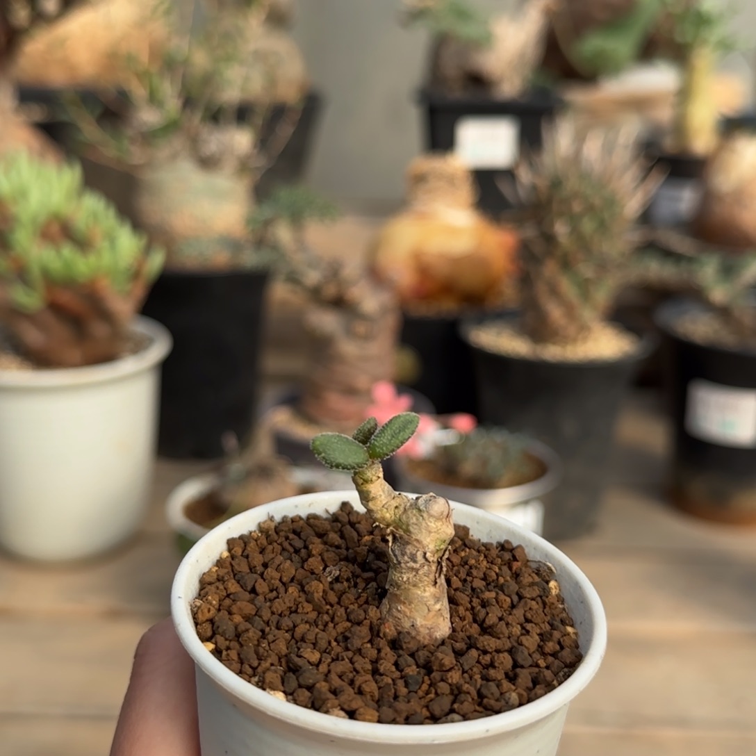 161银沙锦不带盆发货