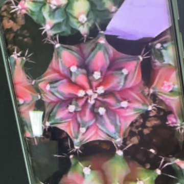 15-0225侧芽泰国发货多肉