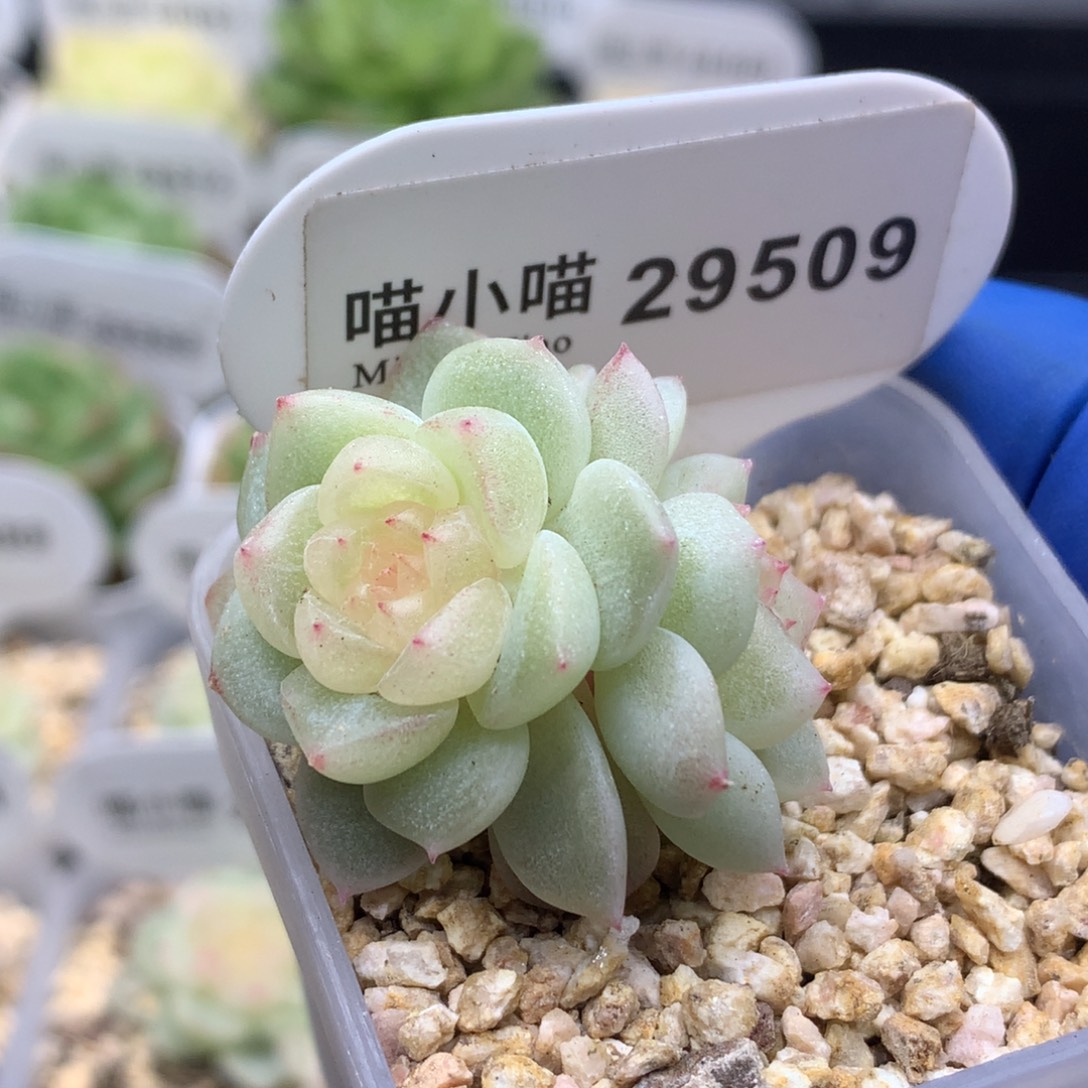 多肉植物杂交珍妮